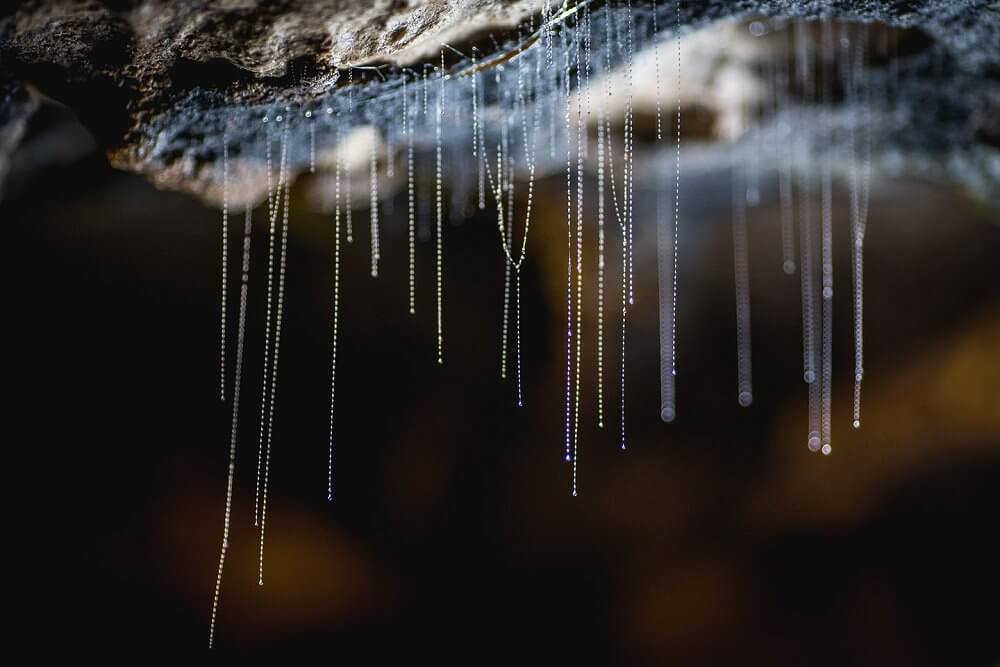 Te Anau Glowworm Caves,蒂阿瑙螢火蟲洞,紐西蘭螢火蟲洞,紐西蘭洞穴探險,蒂阿瑙景點,Te Anau景點推薦,紐西蘭南島景點,紐西蘭自然景點,紐西蘭親子景點,紐西蘭自由行推薦,南島自由行行程,Te Anau自由行,蒂阿瑙行程安排,紐西蘭必訪景點,RealNZ螢火蟲洞,蒂阿瑙船票,螢火蟲洞預約,紐西蘭夜間活動,紐西蘭旅遊推薦,紐西蘭浪漫行程